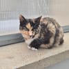 CATLICIOUS