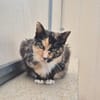 CATLICIOUS