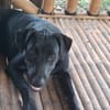 HIERROS Mâle junior Berger Créole