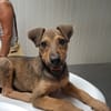 VOLTAIRE, chiot mâle Berger Créole