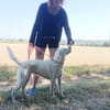 LILOU Berger Créole Femelle adulte