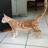 CLOVER-RON