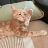 CLOVER-RON