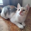 MACCHIA gattina dolcissima