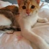 MACCHIA gattina dolcissima