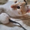 MACCHIA gattina dolcissima