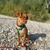 kleine Evi sucht eine Familie
