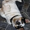 Kuschelfan Milo a.d. Tierschutz