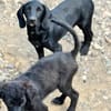 Five sucht seine Herzensmenschen 🐾