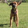 Malissa  eine kleine Hundedame mit groß