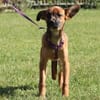 Malissa  eine kleine Hundedame mit groß