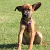 Malissa  eine kleine Hundedame mit groß