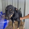 Merle, zartes Hundekind sucht Zuhause