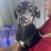 Merle, zartes Hundekind sucht Zuhause
