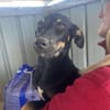 Merle, zartes Hundekind sucht Zuhause