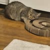 Josie sucht ein liebevolles Zuhause