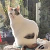 Liebe Fleki sucht ihr Zuhause