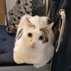 Liebe Fleki sucht ihr Zuhause