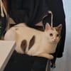 Liebe Fleki sucht ihr Zuhause