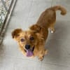 Kleiner Schatz Leonello sucht Zuhause