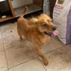 Kleiner Schatz Leonello sucht Zuhause