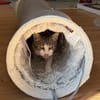Noch etwas schüchterner Kater SUCI 4 J.