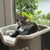 Noch etwas schüchterner Kater SUCI 4 J.
