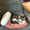 Noch etwas schüchterner Kater SUCI 4 J.