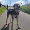 Mara - Zuhause gesucht