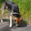 Mara - Zuhause gesucht