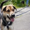 Mara - Zuhause gesucht