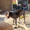 RUFUS -liebt Schweißarbeit-