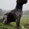 RUFUS -liebt Schweißarbeit-