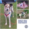 REHLEIN -idealer Zweithund-