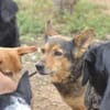 Laika - hofft auf ein warmes Körbchen