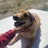 Chester, kleiner Hundemann ganz groß