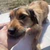 Chester, kleiner Hundemann ganz groß