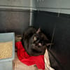 Dylan aus dem Tierschutz