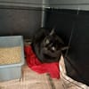 Dylan aus dem Tierschutz