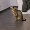 Milly die Schüchterne
