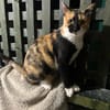 Cookie aus dem Tierschutz