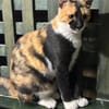 Cookie aus dem Tierschutz