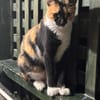 Cookie aus dem Tierschutz