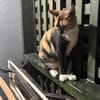 Cookie aus dem Tierschutz