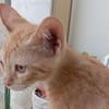 Liebevolles Zuhause für Mirto gesucht