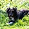 DOLLY -tolle, aktive Hundeseele-