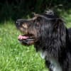 DOLLY -tolle, aktive Hundeseele-