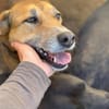 Bella: verträgliche Hündin sucht Zuhause