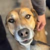 Bella: verträgliche Hündin sucht Zuhause