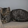 LILA
